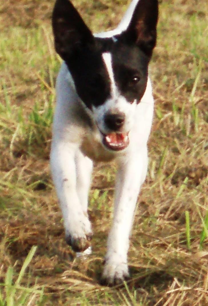 Glathåret foxterrier Siggi      død  savnet - Aug 2008 billede 1