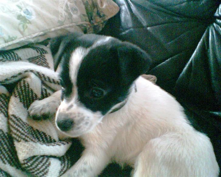 Glathåret foxterrier Siggi      død  savnet - Nov 2007 billede 3