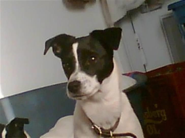 Glathåret foxterrier Siggi      død  savnet - Aug 2008 billede 5