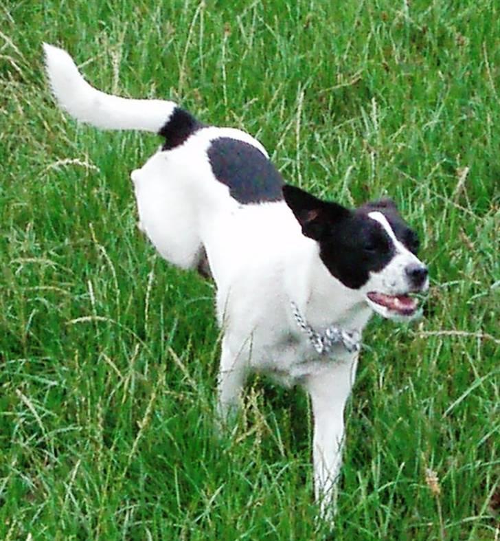 Glathåret foxterrier Siggi      død  savnet - 21-07-2008 billede 6