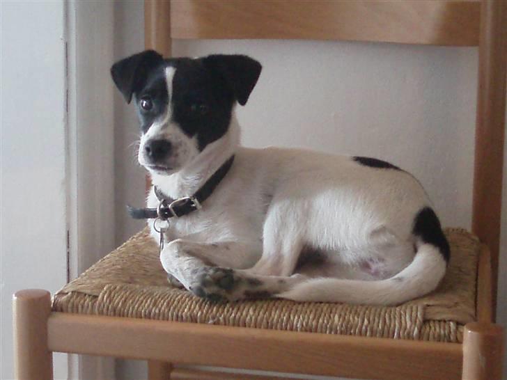 Glathåret foxterrier Siggi      død  savnet - 15-02-2008 billede 7