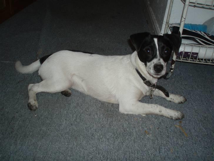 Glathåret foxterrier Siggi      død  savnet - Dec 2008 billede 8