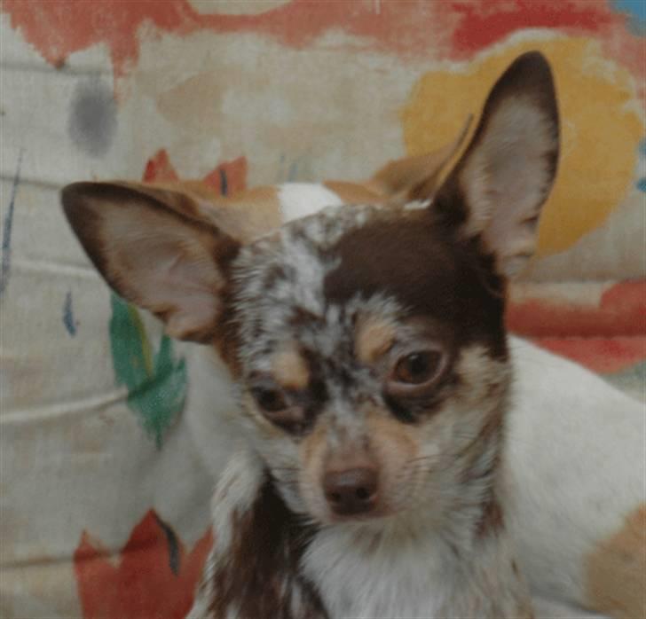 Chihuahua loger billede 3