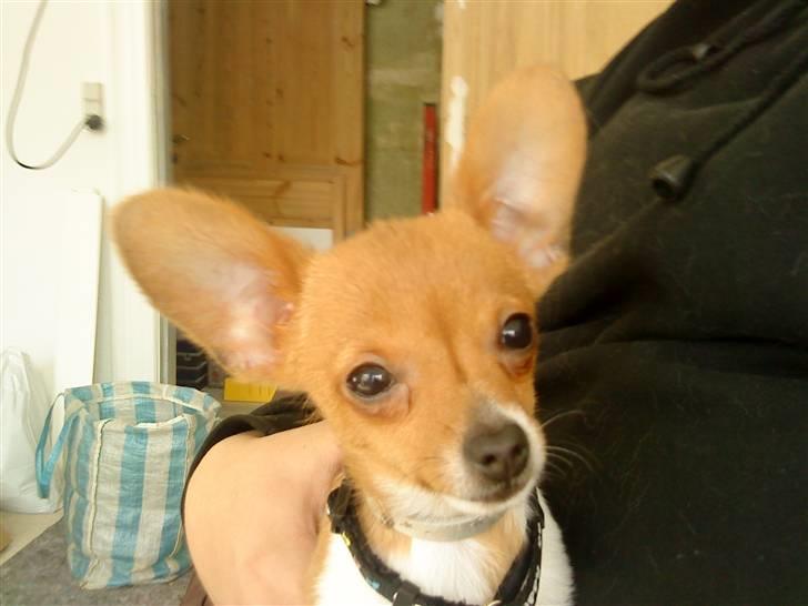 Chihuahua King <3 - Min mors billede 10