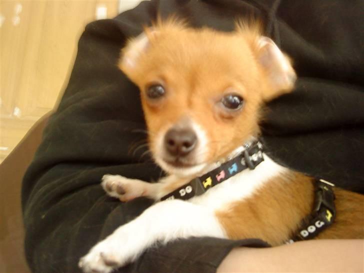 Chihuahua King <3 - Min mors billede 11