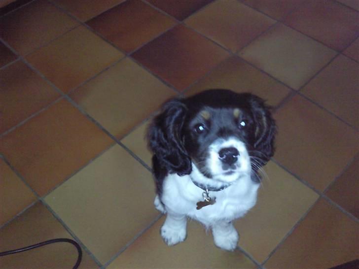 King charles spaniel MIlle billede 1