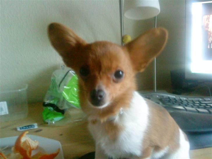 Chihuahua King <3 - Min mors billede 12