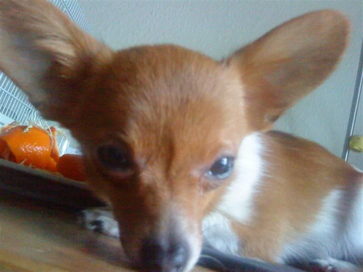 Chihuahua King <3 - Min mors billede 13