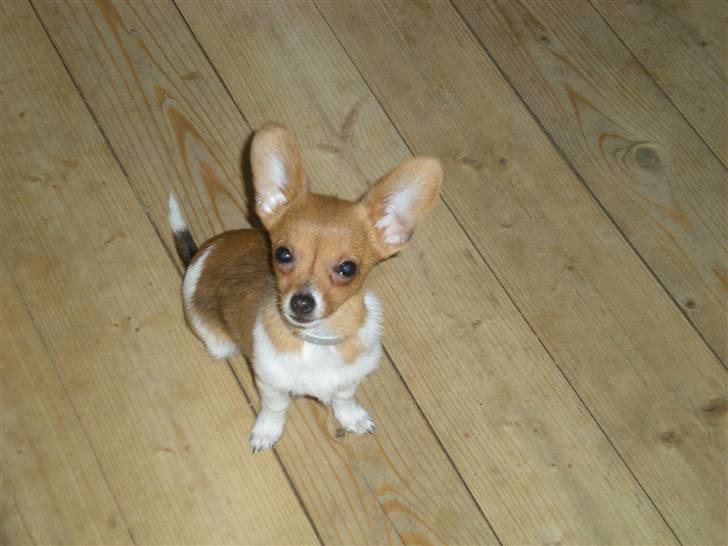 Chihuahua King <3 - Min mors billede 14