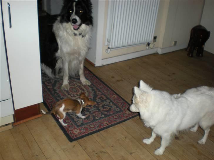 Chihuahua King <3 - Min mors billede 16