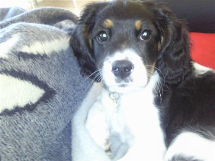 King charles spaniel MIlle billede 2