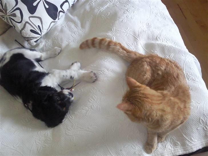 King charles spaniel MIlle - de bedste venner i verden =) billede 3