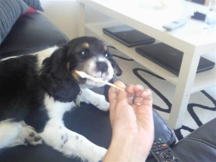 King charles spaniel MIlle - mums is billede 4