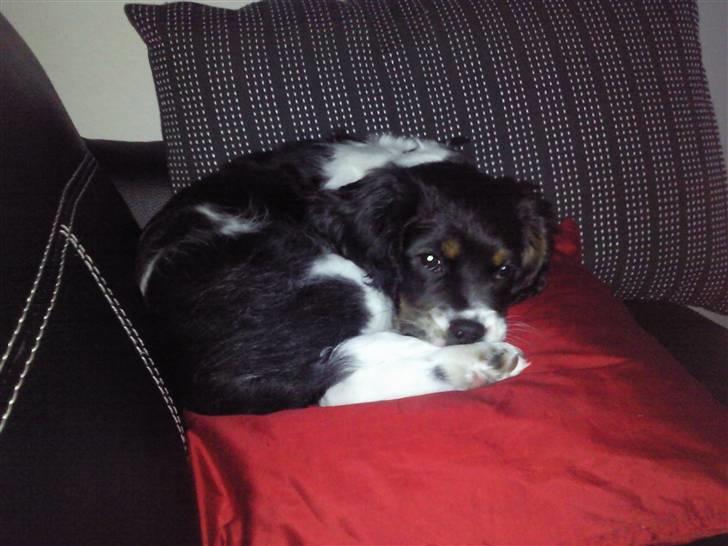 King charles spaniel MIlle - min dejlig pude at sove på billede 5