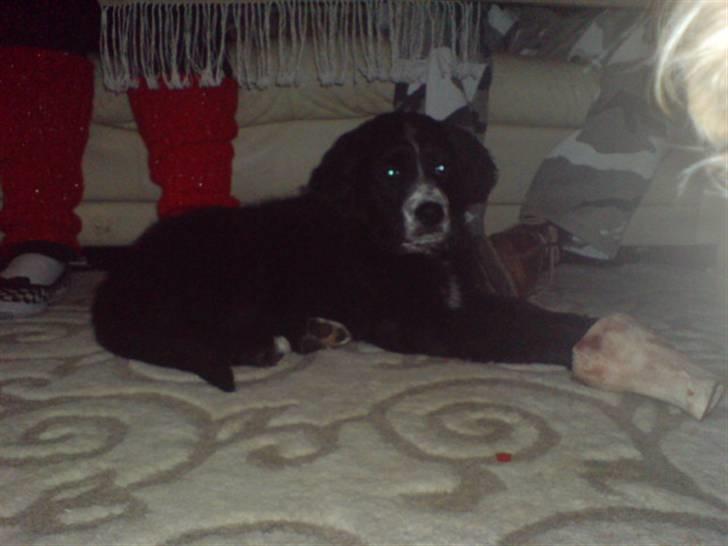 Blanding af racer Troja  - Nyt: Hold dig væk med det kamera.. billede 12