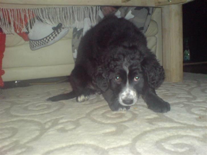 Blanding af racer Troja  - Nyt: billede 13