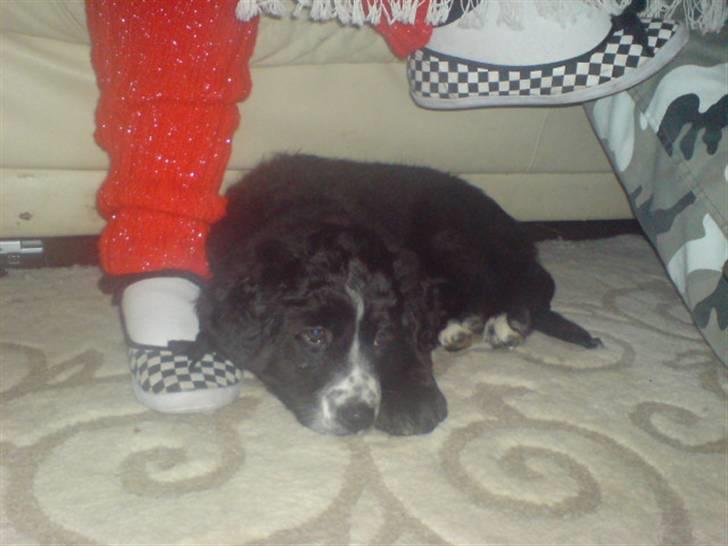 Blanding af racer Troja  - Nyt: billede 14