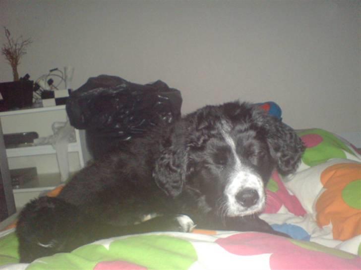 Blanding af racer Troja  - Nyt: Er jeg ikke bare nuttet... billede 15