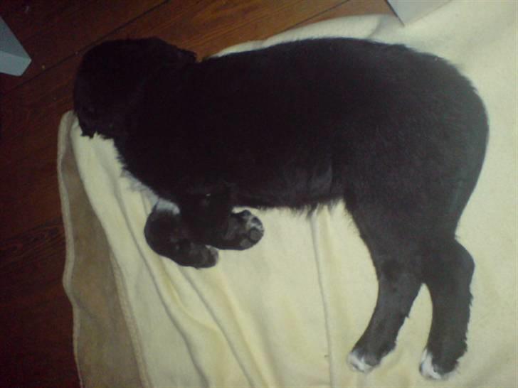 Blanding af racer Troja  - Nyt: Her er jeg lige i drømmeland... billede 16