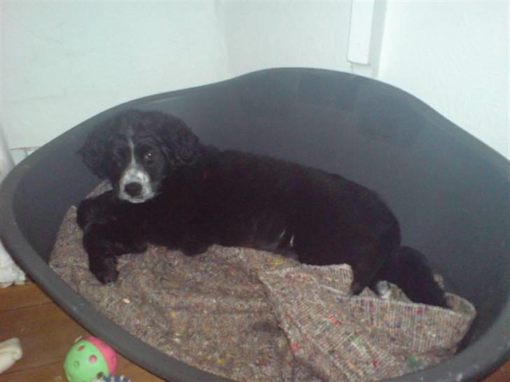 Blanding af racer Troja  - Nyt: Det er hårdt at være hvalp.. billede 18