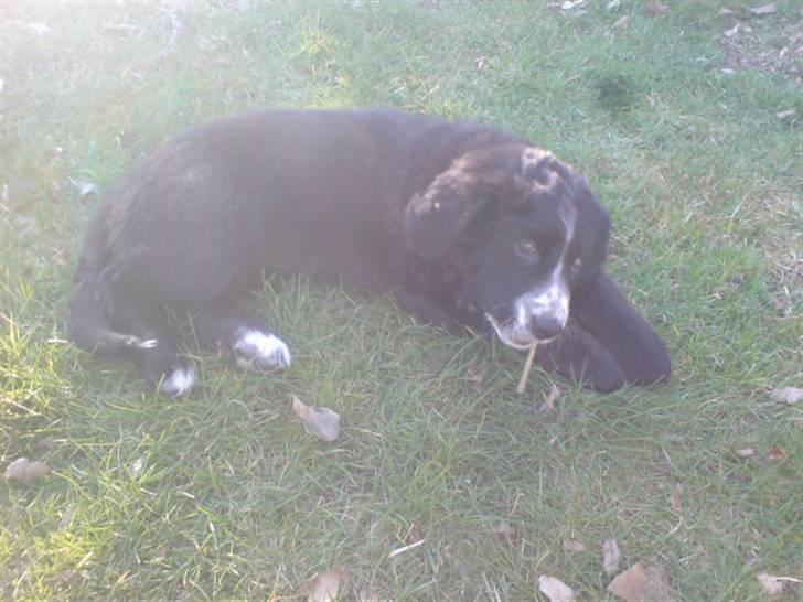 Blanding af racer Troja  - Nyt: Her ligger jeg og tygger tyggeben i haven... billede 20