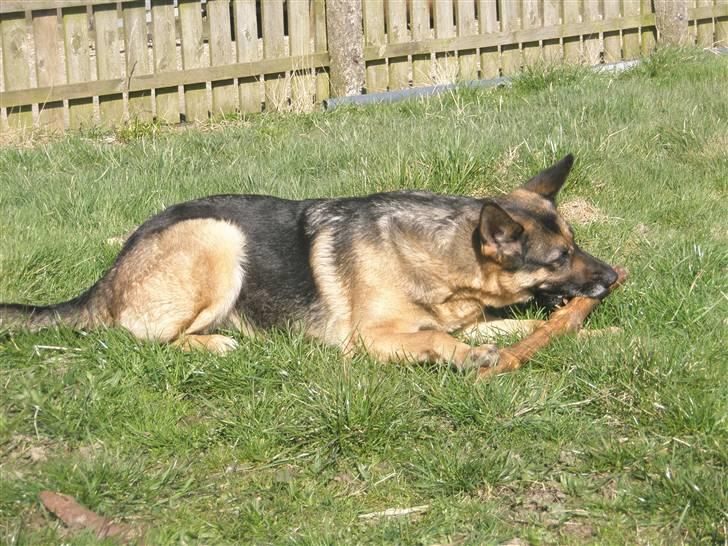 Schæferhund tessa billede 17