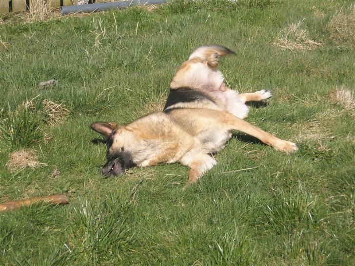 Schæferhund tessa billede 18