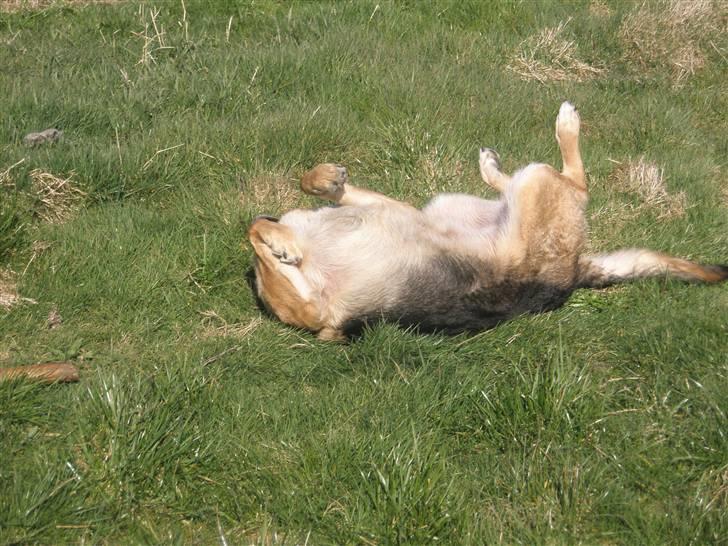 Schæferhund tessa billede 19