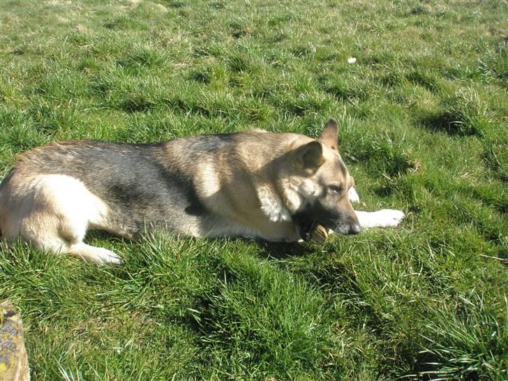Schæferhund tessa billede 20