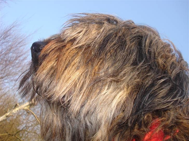 Briard >> † Cheri Aflivet †  << billede 19