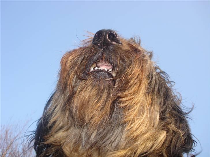 Briard >> † Cheri Aflivet †  << billede 20