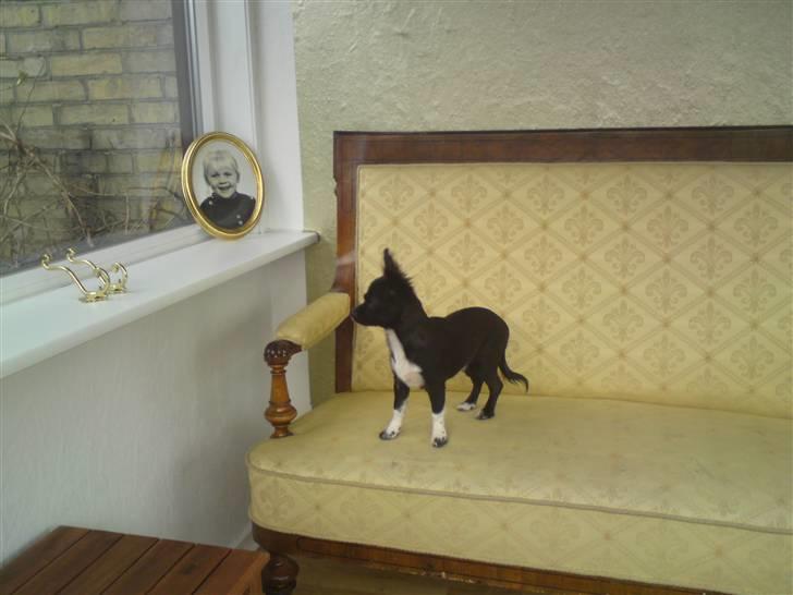 Chihuahua Magnus. billede 10