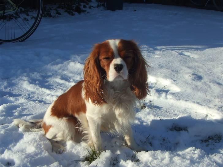 Cavalier king charles spaniel tuasiwa´s henry ford  - skønt med lidt sol... billede 18