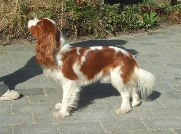Cavalier king charles spaniel tuasiwa´s henry ford  - så blev den lille herre et helt år :) billede 19
