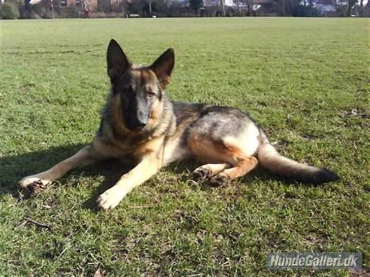 Schæferhund Charlie billede 1