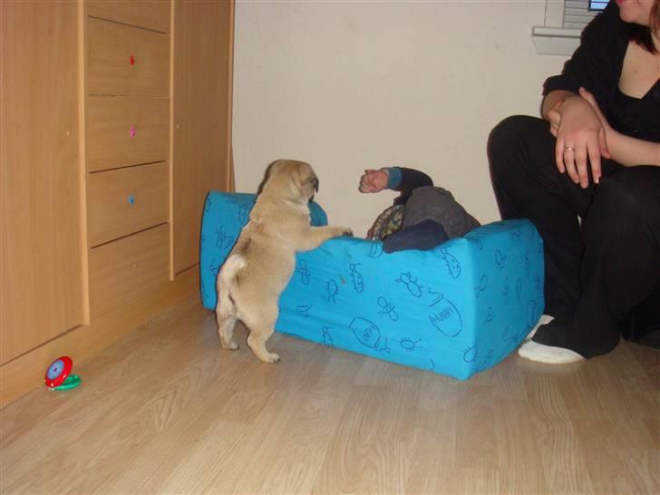 Mops Nulle billede 13