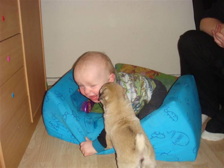 Mops Nulle billede 14