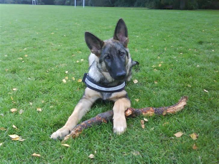 Schæferhund Charlie billede 2