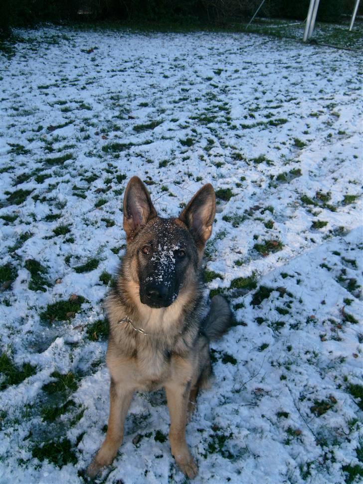 Schæferhund Charlie billede 3