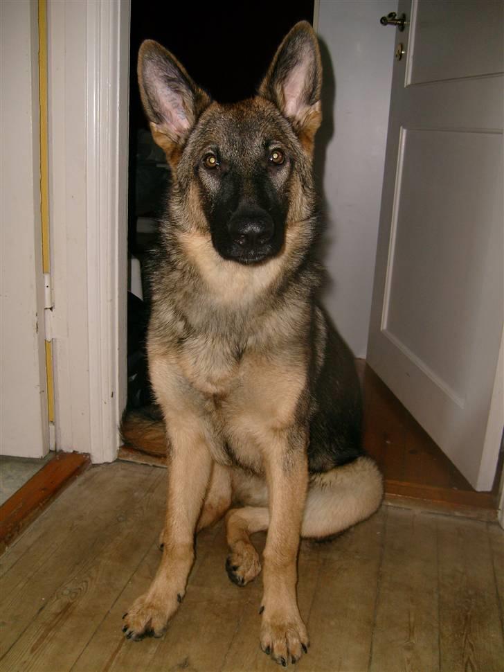 Schæferhund Charlie billede 4