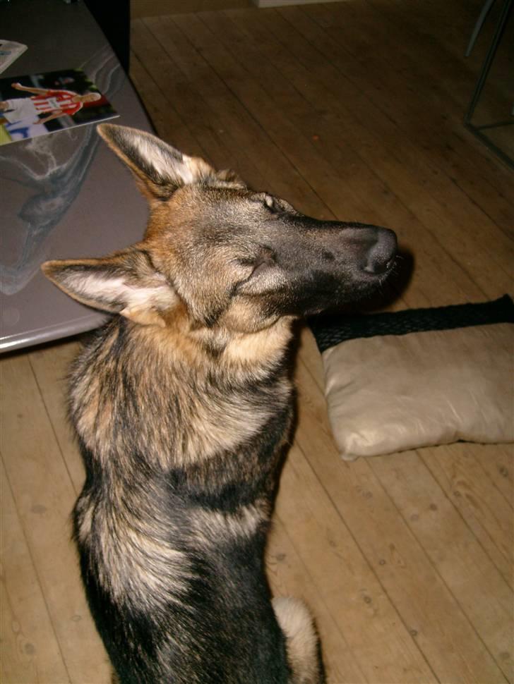 Schæferhund Charlie billede 5