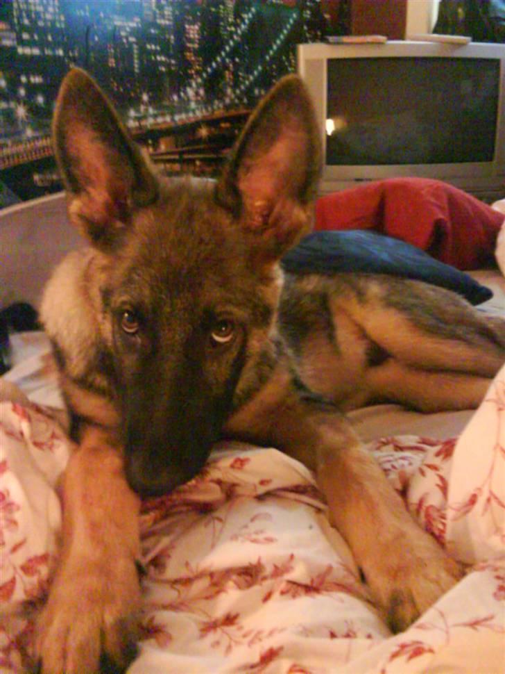 Schæferhund Charlie billede 6