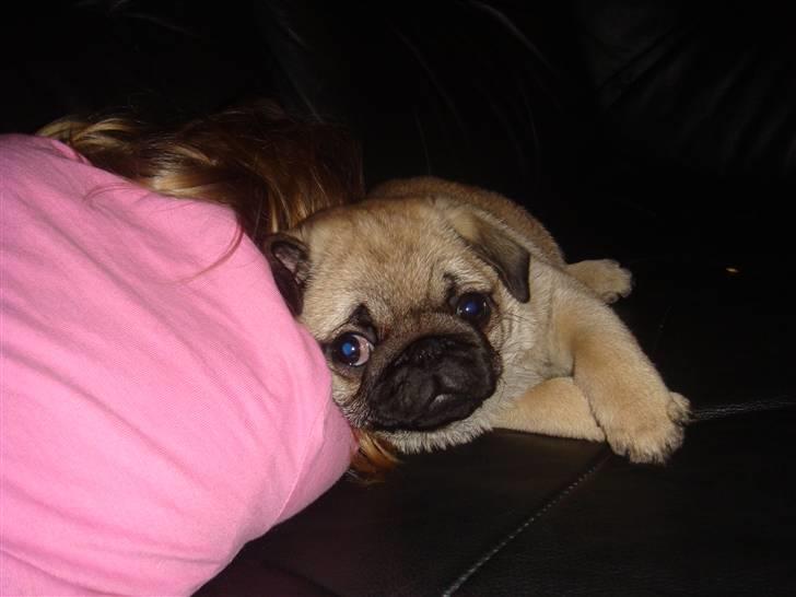 Mops Nulle billede 15