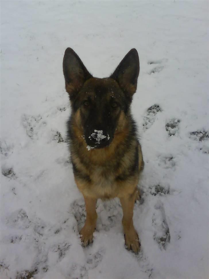 Schæferhund Charlie billede 7