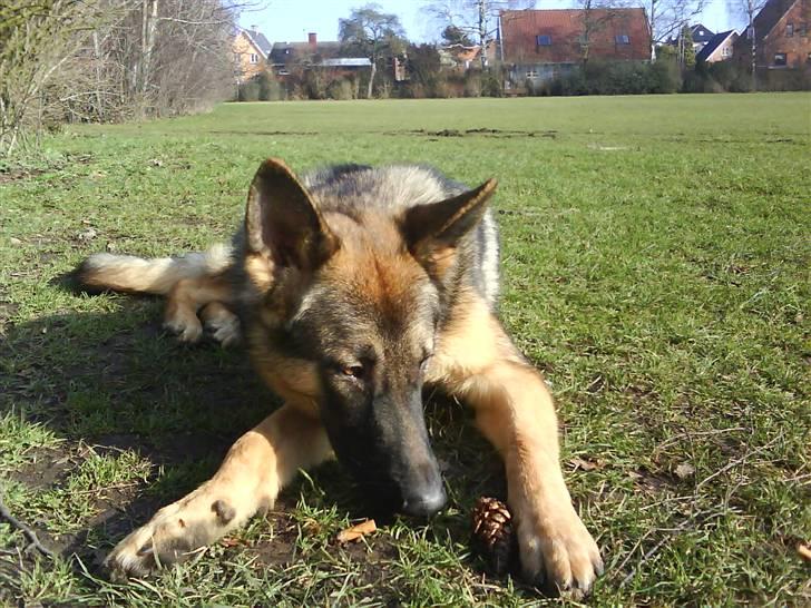 Schæferhund Charlie billede 8