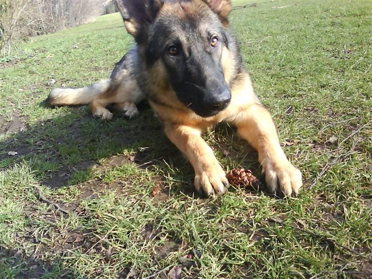 Schæferhund Charlie billede 9