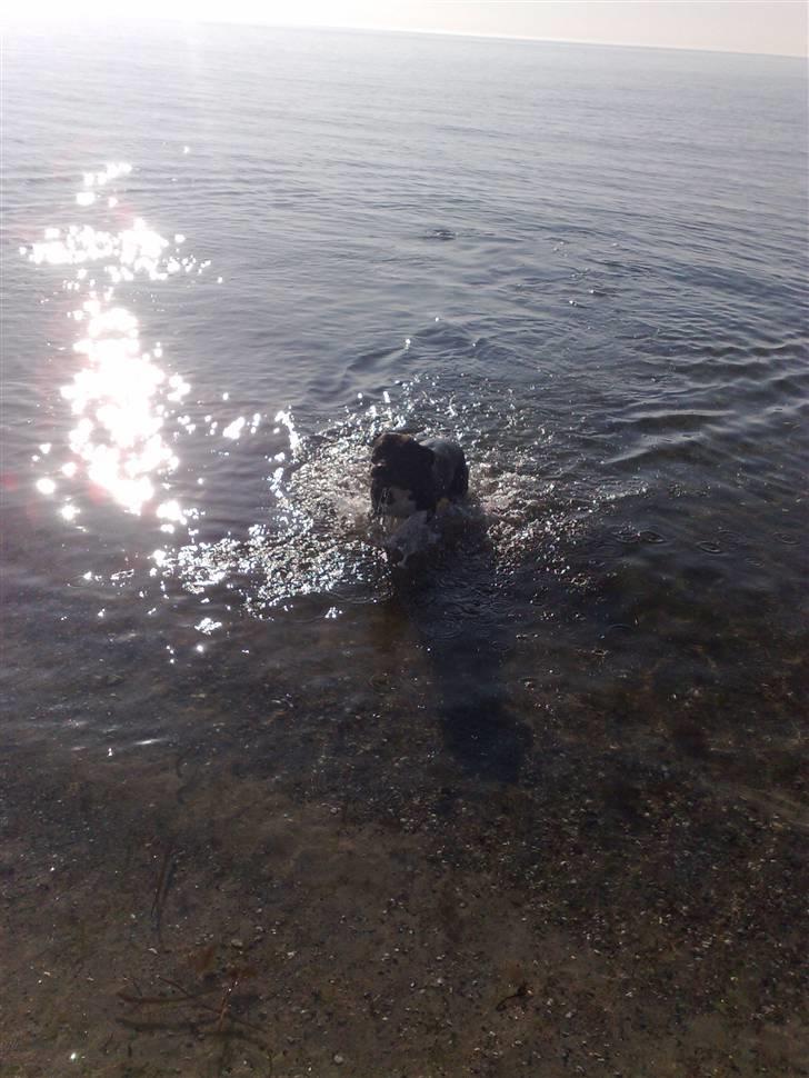 Amerikansk staffordshire terrier Zippo - Zippos anden gang på stranden. :D billede 6