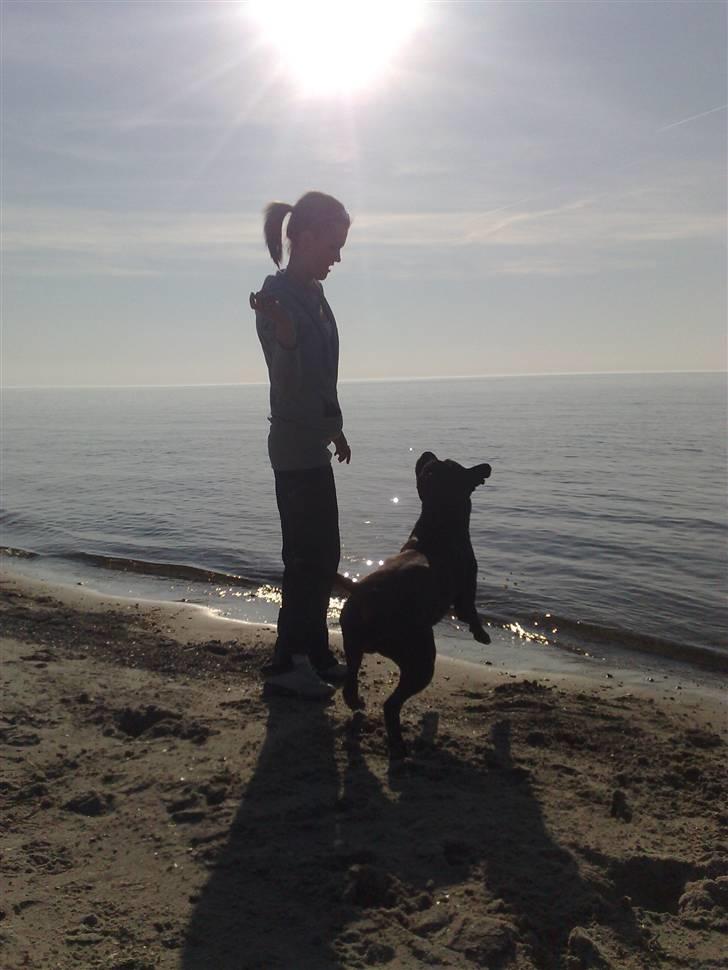 Amerikansk staffordshire terrier Zippo - Zippo og mor ved vandet :D billede 7