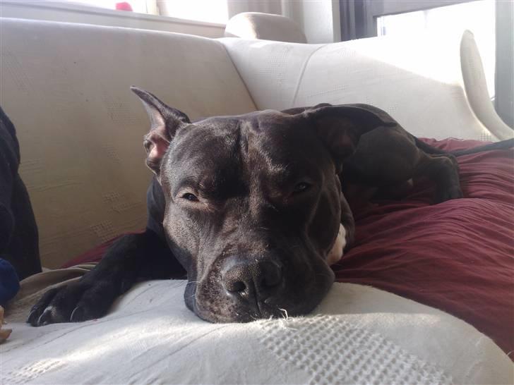 Amerikansk staffordshire terrier Zippo - Putte mus. :D billede 8