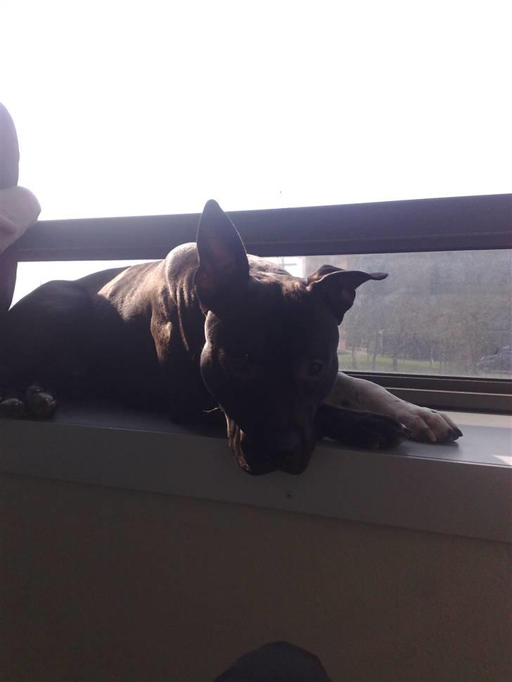 Amerikansk staffordshire terrier Zippo billede 9